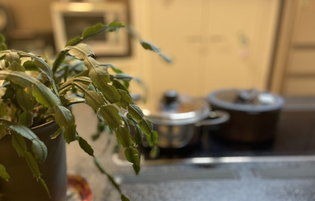キッチンに置かれている鍋と植物
